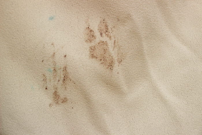 Two Muddy Paw Prints on White Fabric